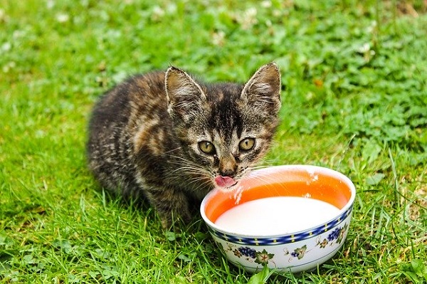 猫の赤ちゃんがミルクを飲んでいる様子の画像